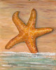 starfish_find.jpg